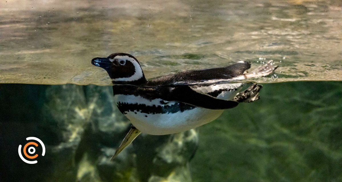 Pinguins-de-magalhães chamam a atenção nas praias de Santa Catarina durante temporada de migração