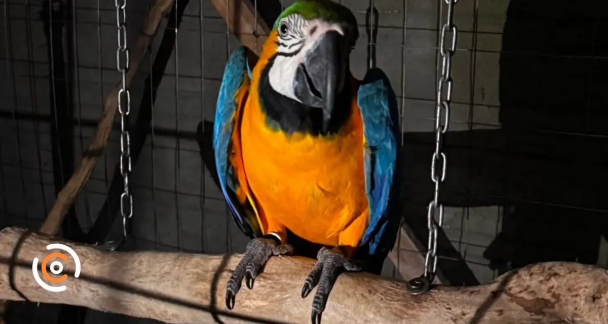 Img
