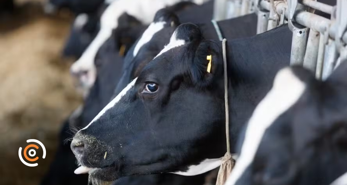Alerta aos produtores: Cidasc confirma caso de raiva bovina em Santa Catarina