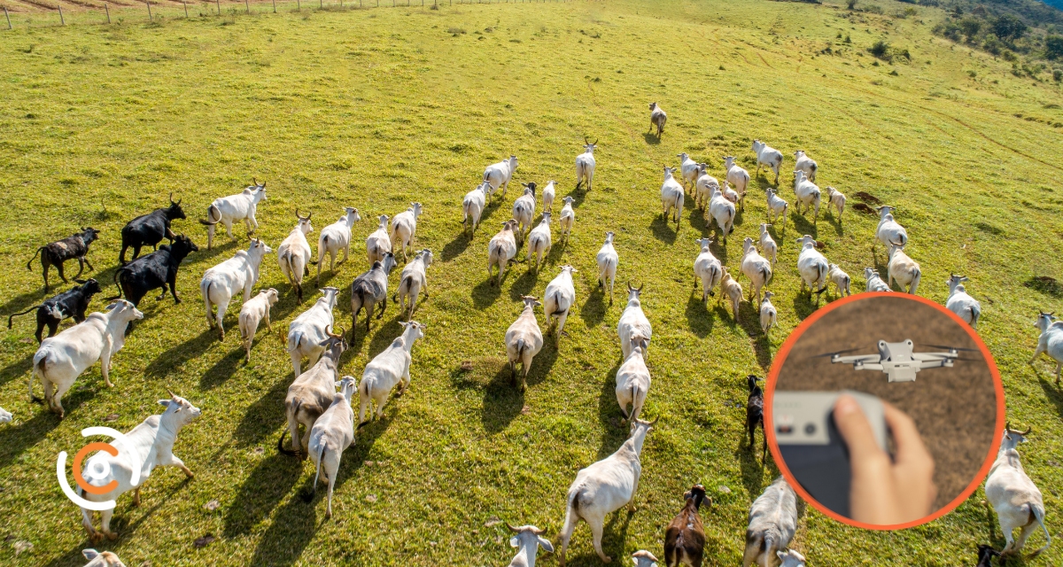 Tecnologia no Campo: Drones e inteligência artificial ajudam a melhorar manejo das pastagens