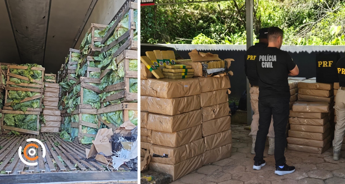 Quase 2,5 toneladas de maconha são apreendidas em carga de repolho na BR-280, em Rio Negrinho