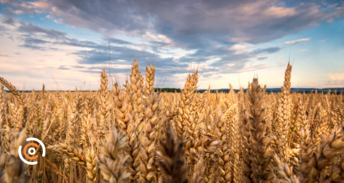 Chuvas aceleram início da safra 2026/27 e e impactam safra de trigo