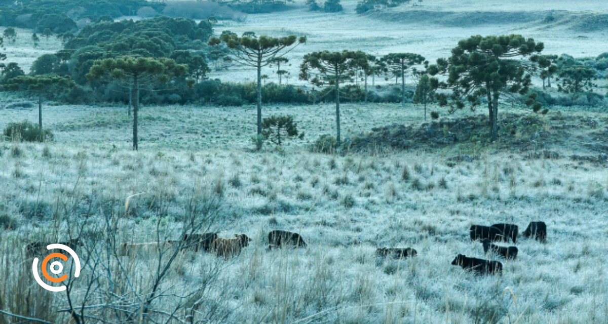 Sistema de previsão de geada evita prejuízo de R$ 85 milhões na agricultura catarinense