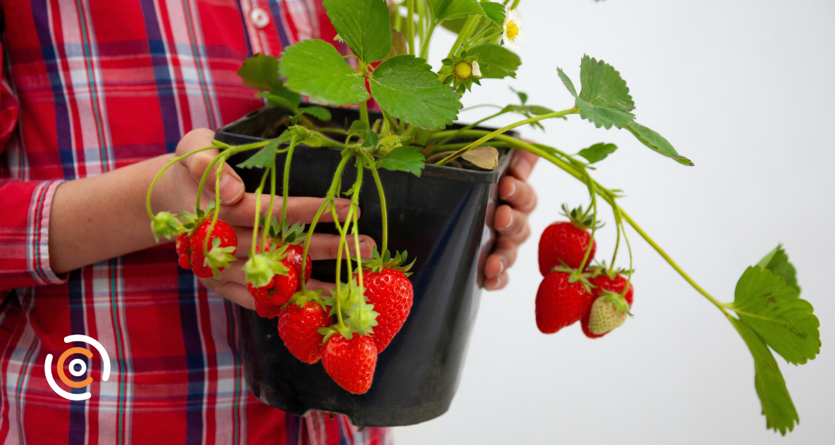 Primavera é a estação ideal para cultivar frutas; confira dicas práticas de manejo
