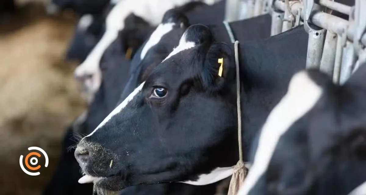 Alerta aos produtores: Cidasc confirma caso de raiva bovina em Santa Catarina