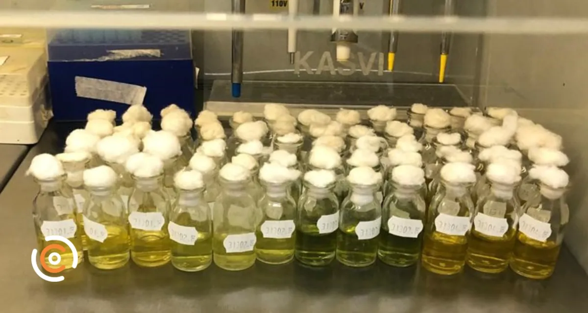 Bactérias encontradas em raízes podem diminuir dependência de adubos químicos no algodão; aponta pesquisa