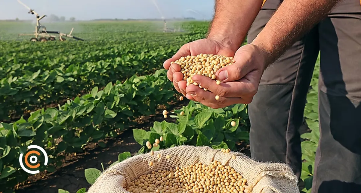 'Calendário da soja': Produtores de SC devem ficar atentos ao vazio sanitário