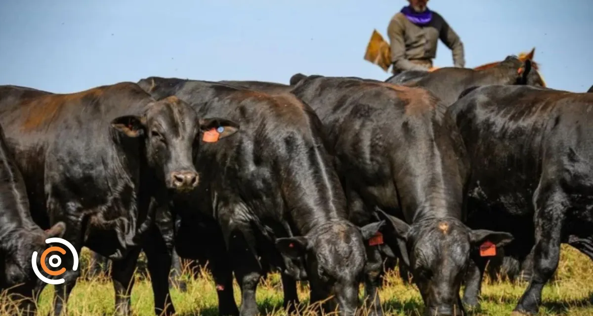 Embrapa lança IA para ajudar pecuaristas na escolha de reprodutores