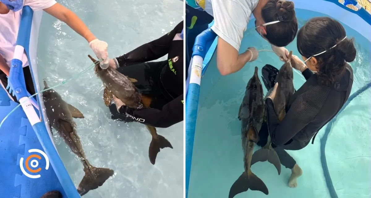 Filhotes de espécie aquática ameaçada de extinção são resgatados em estado grave e levados para Florianópolis