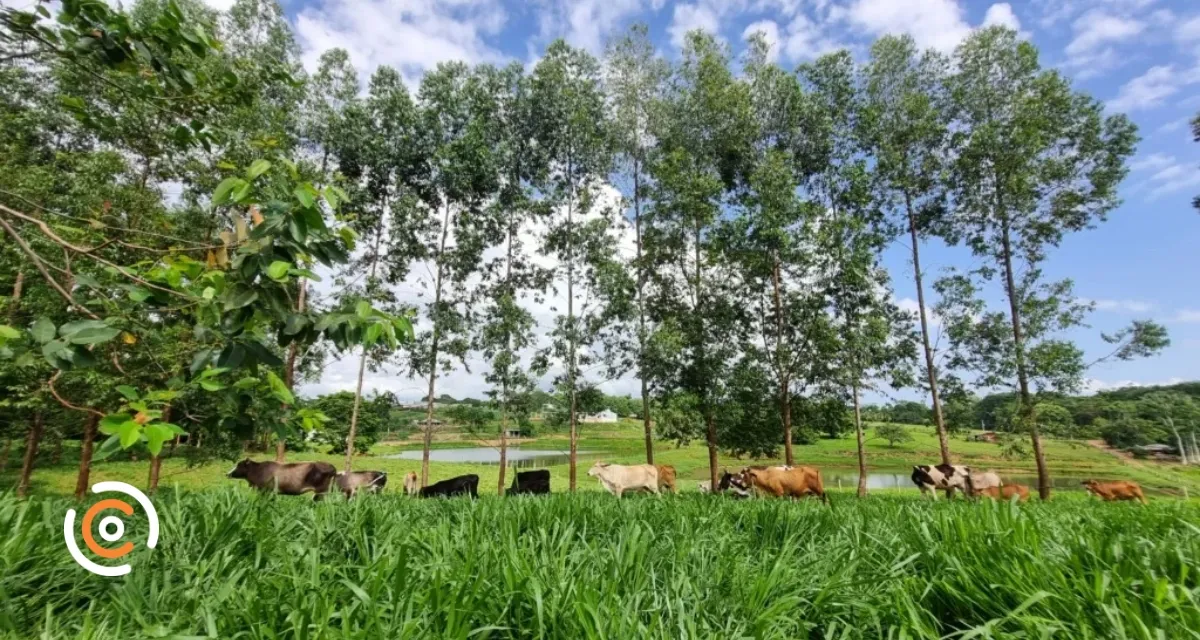 Árvore nativa brasileira melhora a fertilidade do solo e pode beneficiar a criação de gado, aponta Embrapa
